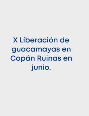 X L beraci n de guacamayas en Cop n Ruinas en junio. 